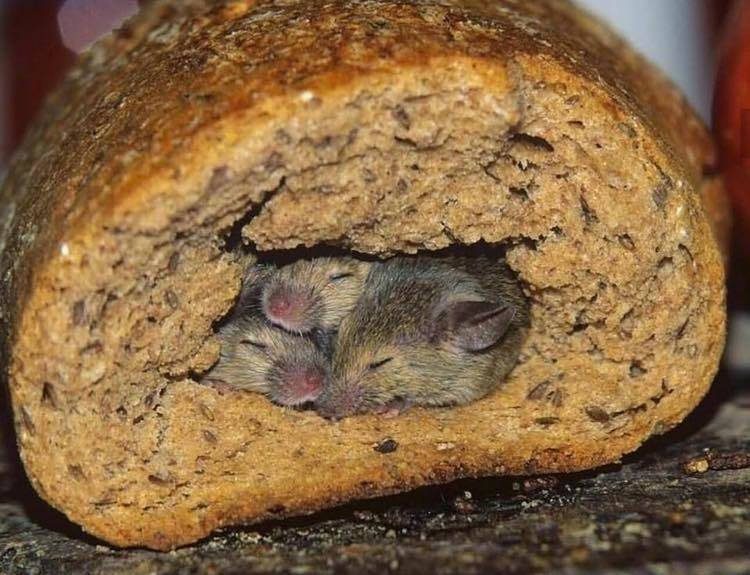 myszy w chlebie
